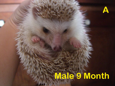 plazaz's profile picture. I love in web design,I'm hedgehog Bleeding,Now I have about 20 hedgies in my house.Enjoy to travel in cyber World...