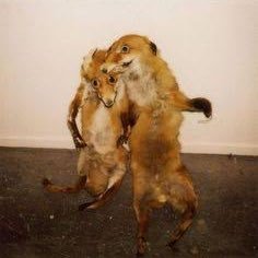 QBF4LYF's profile picture. that's horse training, you old ding dong