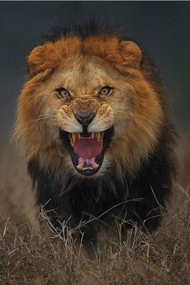 cfam7777's profile picture. Artă și cultură