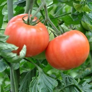 _tomato5515's profile picture. 新社会人 インフラ JavaScriptできない