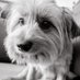 brym (@brym_s) Twitter profile photo brym (@brym_s) Twitter profile photo