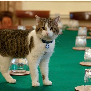 Dilyn the wonky dog and Carrie worked their magic and now Boris has a huge majority. Thankfully, it's now less likely that pets will be eaten at suppertime