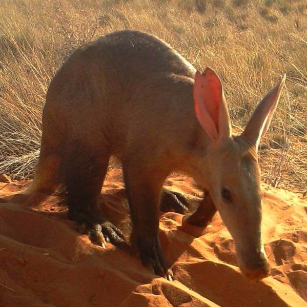 A secretive African mammal - loves termites, ants, solitude, darkness, underground burrows. The elephant's close relative. True challenge for field biologists!