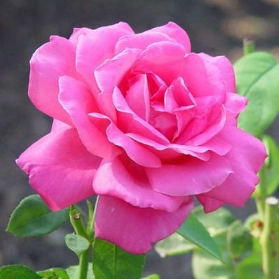 riham7719's profile picture. 