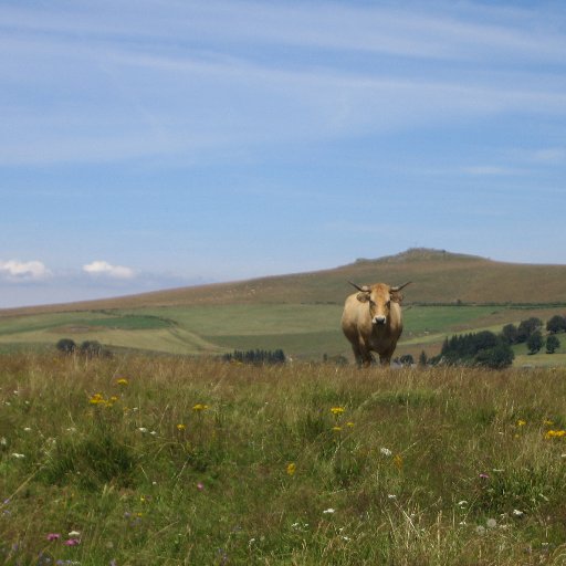 ProfSahuc's profile picture. Numérique, pédagogie, technologie