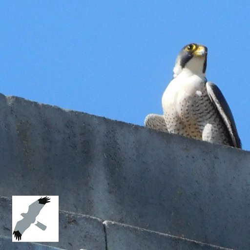 All views and opinions are my own. University of Leeds Peregrine link below #stopkillinghenharriers