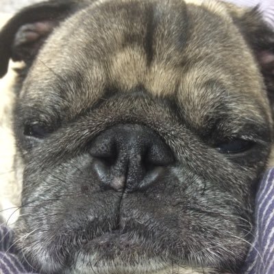 AosimaK's profile picture. そろりそろり