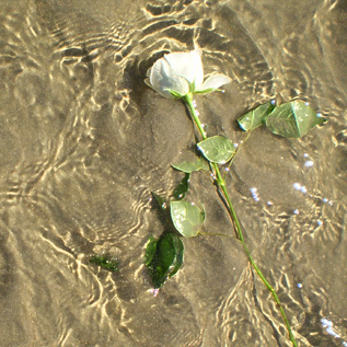 Sharing inspirations, encouragement, verses & quotes from my walk with Jesus (Found this rose where the river meets the sea!)