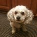 MyDogTeddyG (@mydogteddyg) Twitter profile photo MyDogTeddyG (@mydogteddyg) Twitter profile photo