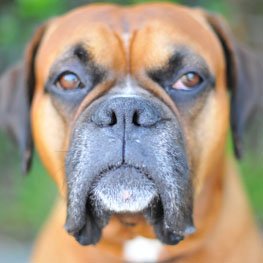 As Chief K9 Officer, Gus is responsible for greeting visitors, patrolling the office & chasing tennis balls. Gus also enjoys singing...♫...♫...♫...