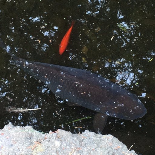 NaBunnyShy's profile picture. I enjoy taking photos.