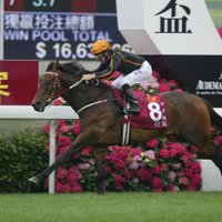 John Hutchinson (@sconebloodstock) 's Twitter Profile