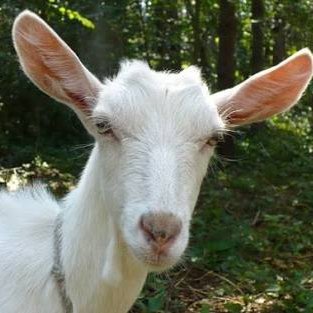 I like to eat grass but from time to time I eat ass *own no content posted*