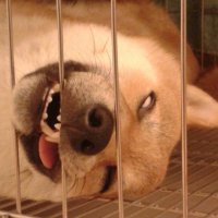 Sleeping Shibu Inu (@geoff_murray) 's Twitter Profile