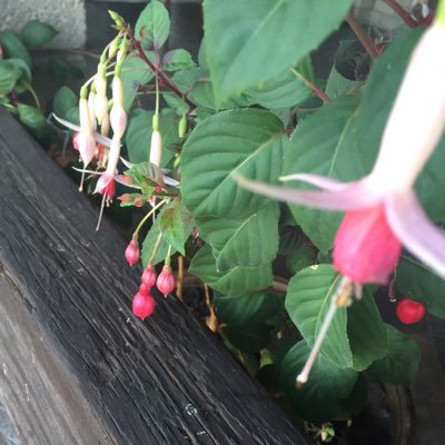 vecinoVH's profile picture. 