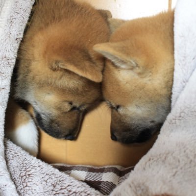 O Xrhsths 小麦 虎太郎 Sto Twitter うちの犬のお座りがおかしい 柴犬 お座り 内股 Shibainu Shiba