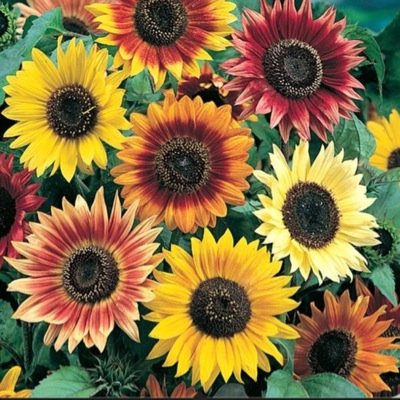 KsObserver's profile picture. 