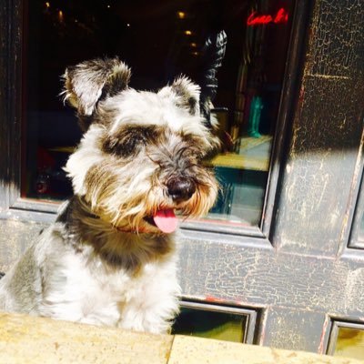Doggie king of the NQ MCR. I follow #dogfriendly cafes/bars/pubs/shops/hotels in Gtr Manchester - let that be your city guide! Social butterfly. Tricks skills.