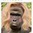 Twitter result for Pure Collection from AvpHarambae