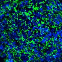 Reineke Lab (@reineke_lab) 's Twitter Profile