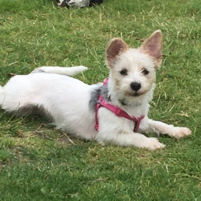 Forrester_pets's profile picture. 