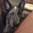 roseblueheeler's profile image