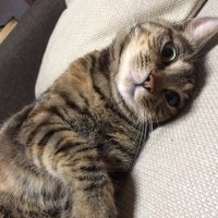 hiromi_piromi31 (@snow_winter31) 's Twitter Profile Photo