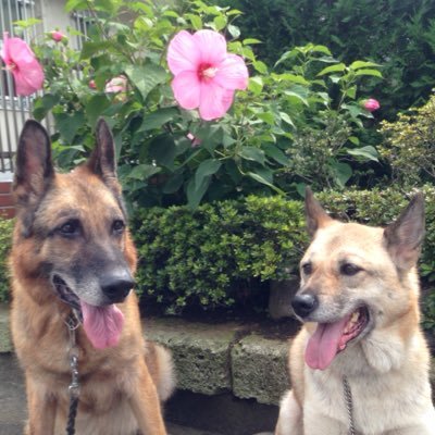 garuazu's profile picture. 星になったＧシェパードの兄と保護犬の妹とのWANダフルな日々の思い出〜新たに保護っ子お迎えして楽しい日々の記録2015.6月〜ロードバイク デビュー！✌️楽しくのんびり走ります！🚴‍♀️https://t.co/5mwB3KAU78