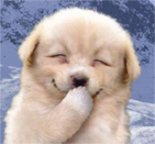 Limmmao's profile picture. 