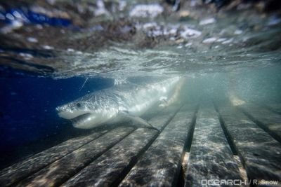 Just a White Shark who is grateful 4 everything this planet gives us.
The world's first Buddhist Shark.

Let Love In, 
Let Gratitude Out