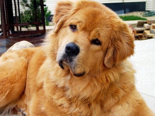 turdnerds's profile picture. Dog Poop Scooper for the Minneapolis/St. Paul Metro Area.