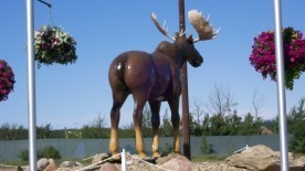 Pack Moose Radio is an internet radio station  playing classic rock and blues. 
We accept mp3 submissions from new and indie artists