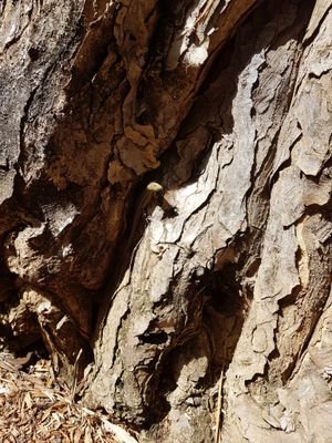 55Nika's profile picture. Crazy/Beautiful