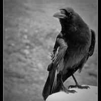 MysticSouth (@mysticsouthcon) 's Twitter Profile