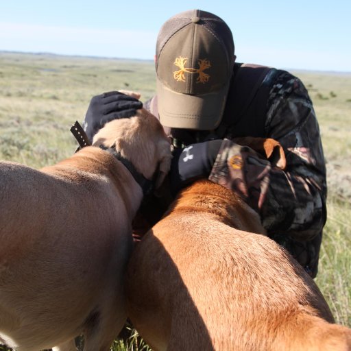 DogginwithLevi's profile picture. Founder and CEO Doggin w/ Levi