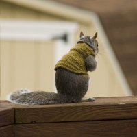 NSU Squirrel (@nsu_squirrel) 's Twitter Profile