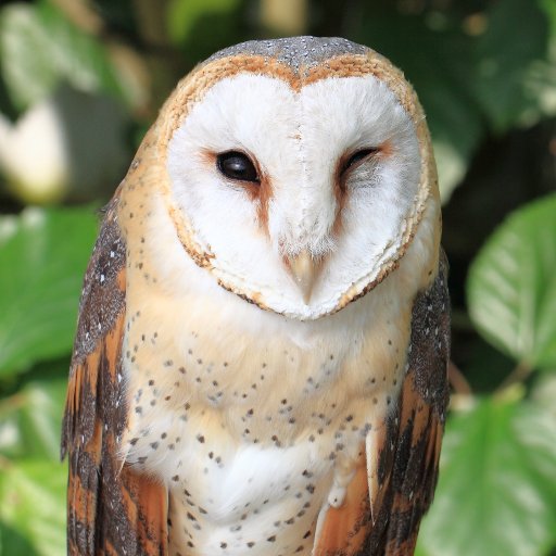 mikjaee's profile picture. ua