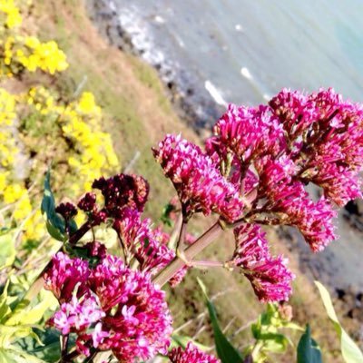 r0se888's profile picture. 