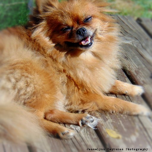 photosbyJlynn's profile picture. Hello,
Jenna is the name & Photography is my game.
I specialize in Nature Photography.