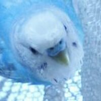 るり♪ (@rurichu) 's Twitter Profile Photo