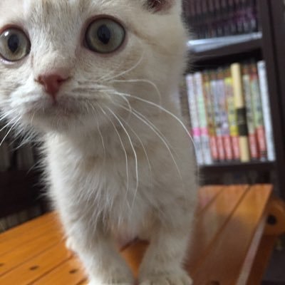 うるにゃそのプロフィール写真