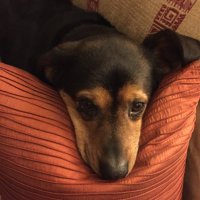 PamRenee (@pamreneelukas) 's Twitter Profile