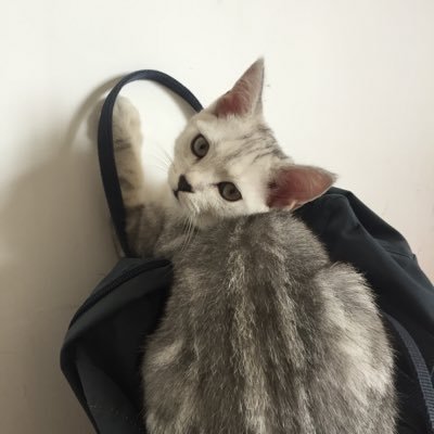 wingyeer's profile picture. 
