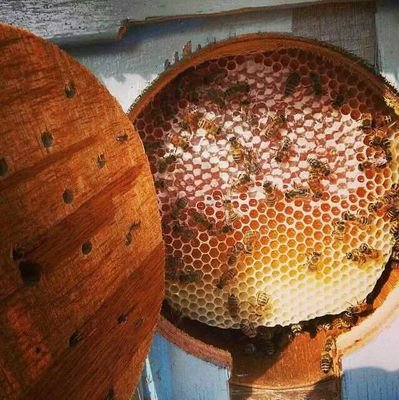 We have Honey Honey of yemen in hadramout for Export
We are sure that we have very unique honey which has special specifications
Tel: +967777636014