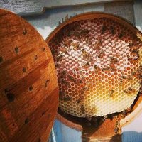 Honey of yemen (@095679abdullah) 's Twitter Profile