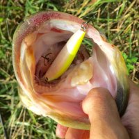 ましも (@grubbing_basser) Twitter profile photo