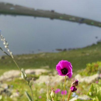 ManarShehri's profile picture. متفائلة بربي ..