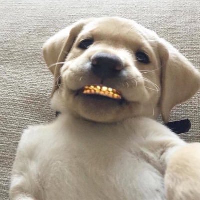 elizabethJSpm's profile picture. I'm Elizabeth the dog and I love dog memes. follow me for some good dog meme fun