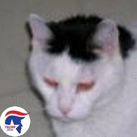 AmeriCat🇺🇸First!🇺🇸🇺🇸🇺🇸🇺🇸(@CarolM39) 's Twitter Profile Photo