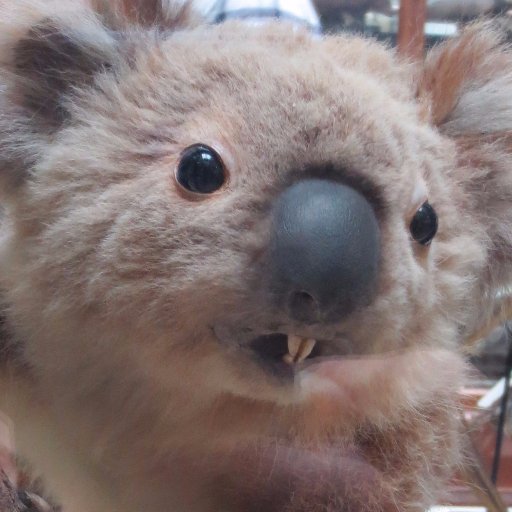 Never listen to a talkative Koala
